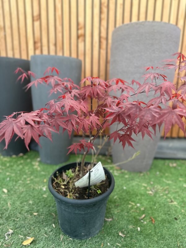 Erable du Japon Rouge